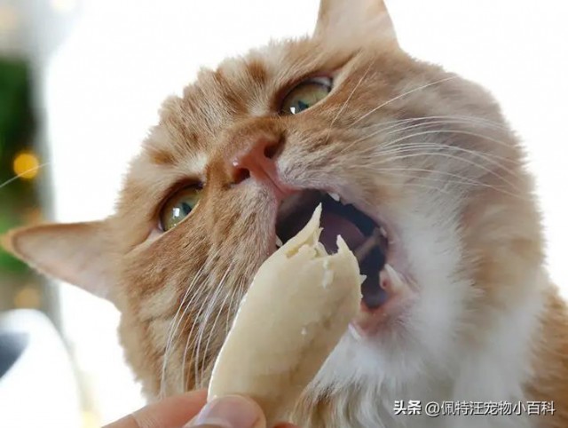 猫吃鸡胸肉多久喂一次？鸡胸肉可以作为猫的主食吗？