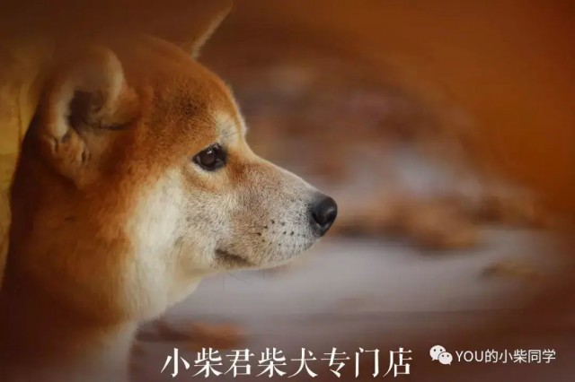 一只柴犬多少钱？柴犬价格市场分析