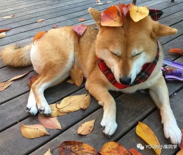 你们买柴犬贵吗？柴犬的市场价格是不是太混乱了？