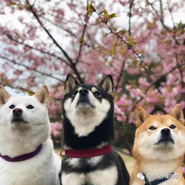 豆柴之谜！豆柴是正宗的柴犬吗？价格是豆柴犬